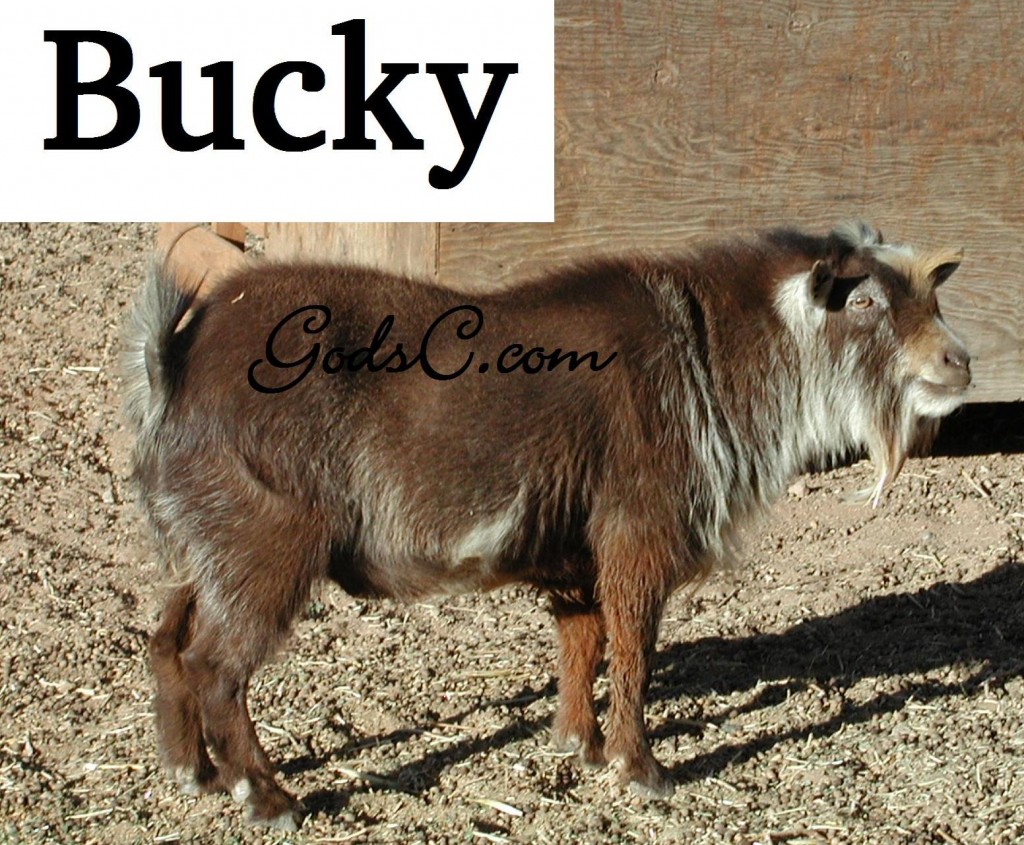 This is Bucky, one of our Pygmy bucks