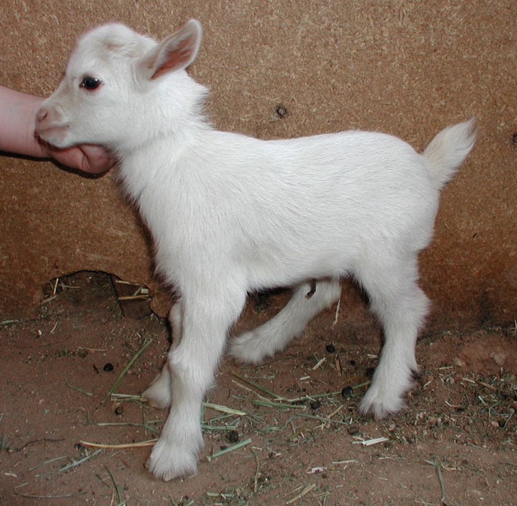 Doe f - Kid 2 - Birth rank b - Sex doe Doe f - Kid 2 - Birth rank b - Sex doe