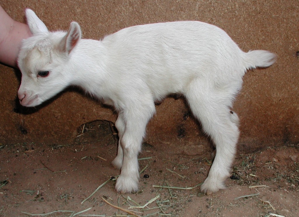 Doe f - Kid 3 - Birth rank c - Sex doe Doe f - Kid 3 - Birth rank c - Sex doe