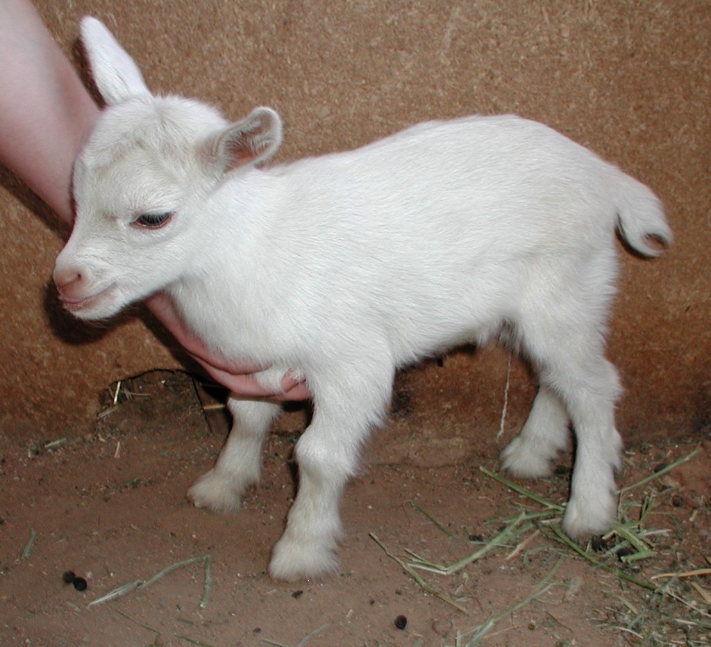 Doe f - kid 1 - birth rank a - Sex doe Doe f - kid 1 - birth rank a - Sex doe
