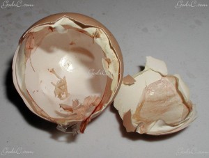 A chickens shell