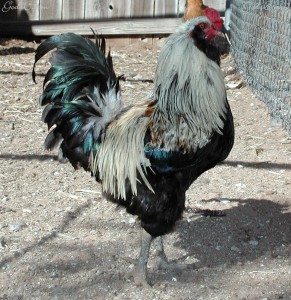 Ameraucana Rooster