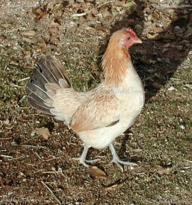 Bantam hen