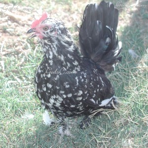 Black Mottled Japanese Bantam