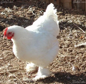 Cochin hen