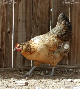 Buff Orpington Australorp Mix