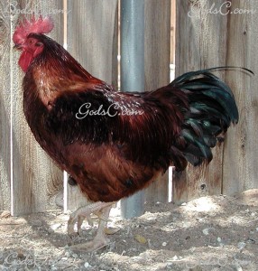 Our Road Island Red Rooster
