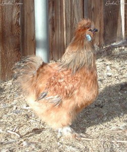 Silkie Rooster