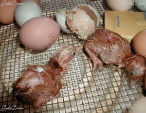Two newly hatched chicks