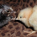 2 chicks that I incubated