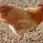 Buff Orpington Rooster winter 09