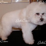 This is my baby Cody a Bichon Frise. 2010