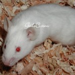 One of my many mice that I owned. 2009