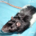 My very first rat 2009