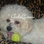 Cody loves to play with his tennis ball! 2008