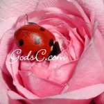 I took this photo of a ladybug in 2009