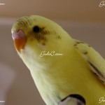 Bird Grooming