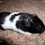 My first and favorite Syrian hamster Oliver