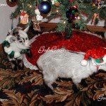 Two of Oreo's kids 2009
