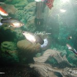 Some of many guppies that I bred 2009