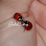 I captured this moment of two ladybugs that ran into each other for a brief moment 2009