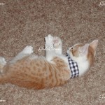 my cat Patrick as a little kitten 2004