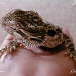 One of my many baby bearded dragons 2008