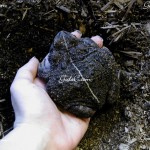 My big toad that is always growing. I bet you would not believe me that a one time he could fit completely on a dime. 2008