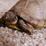 female three toed box turtle