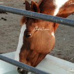 My 2nd horse Buffy, she is an overo paint mare 2010
