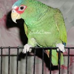 This is a White Fronted Amazon parrot he was in the family for years.