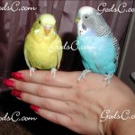 Pineapple and Blueberry, two of my male parakeets