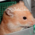 Shortcake one of my female Syrian hamster 2009