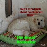 The Great Protector!