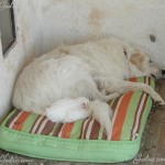 The dog in the photo is a Great Pyrenees