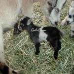 one of Nala’s kids from 2009
