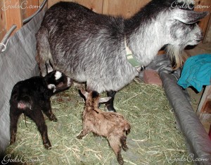 Oreo and Teddys' two kids