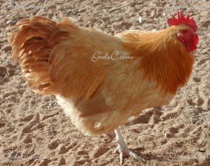 Buff Orpington Rooster