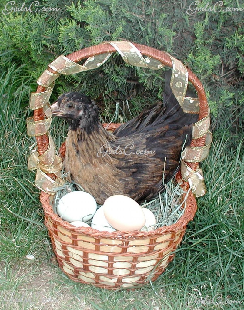 Chicken in a basket