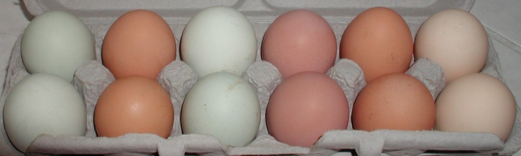 Chicken eggs come in many different colors