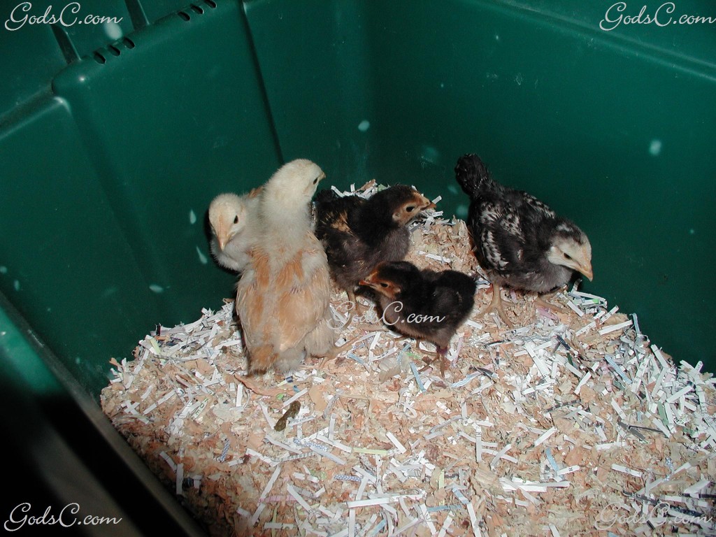 5 Chicks