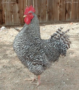 Barred Rock Rooster