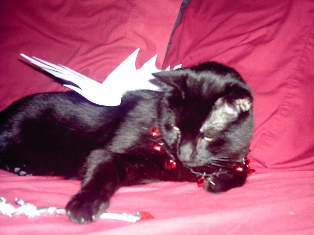 Pets Name: