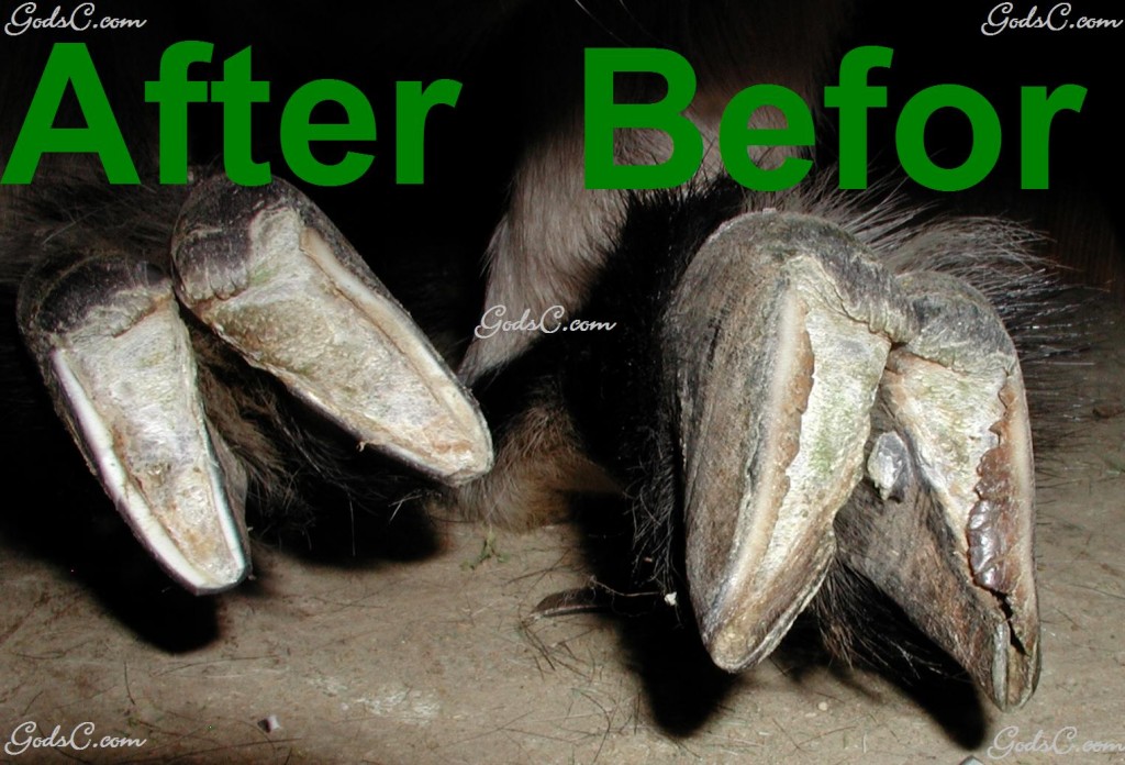 Before and After Trimming