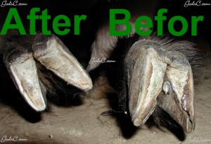 Before and After Trimming