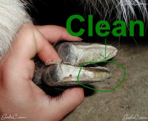 The hoof is cleaned out