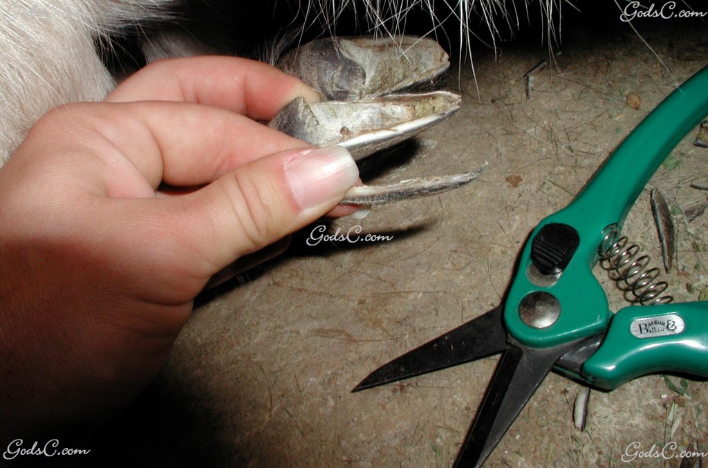 Trimmed a piece of the hoof off