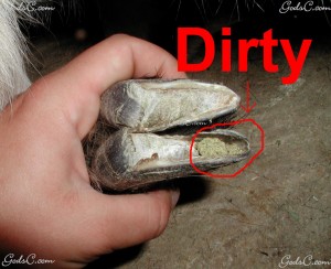 Trimsome of the hoof so it is open so you can clean it