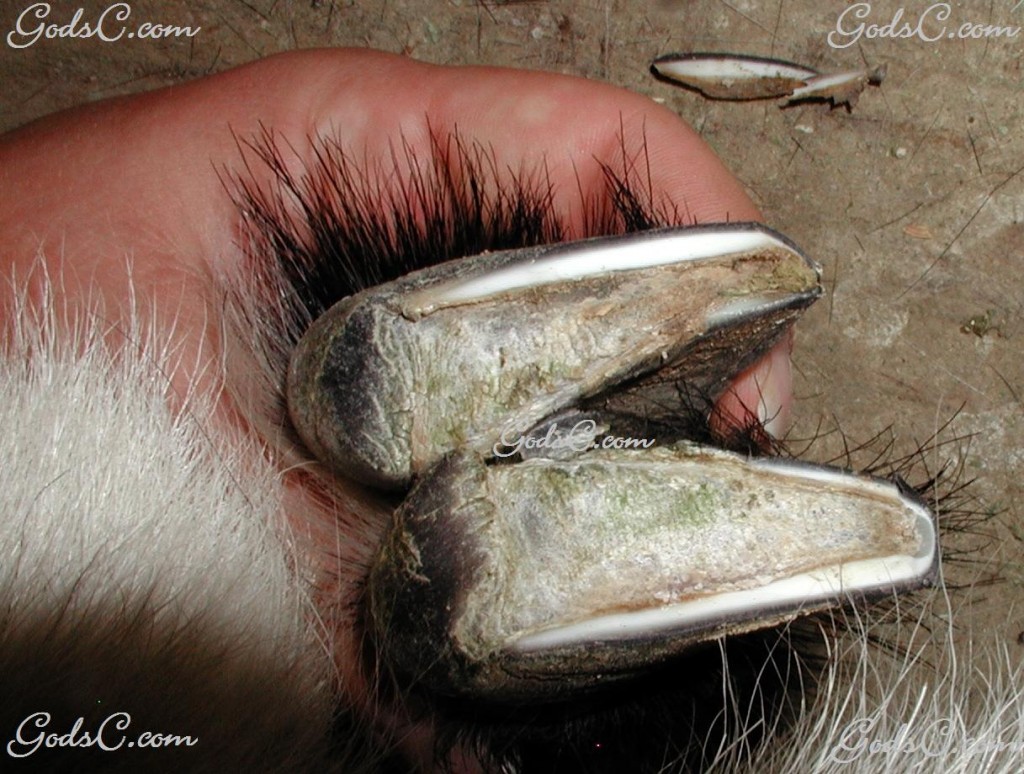 A hoof that has been trimmed