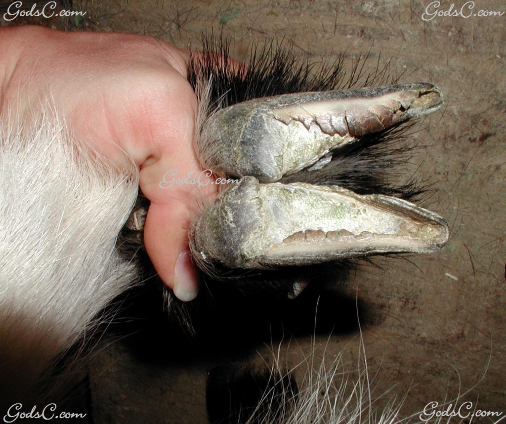 Hoof that needs to be trimmed